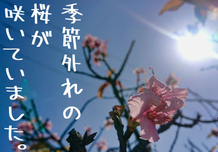 季節外れの桜